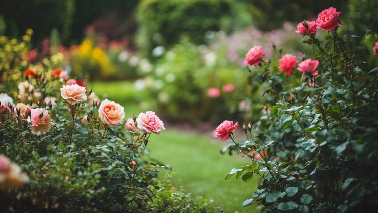 Multiplier des plantes vivaces facilement par semis