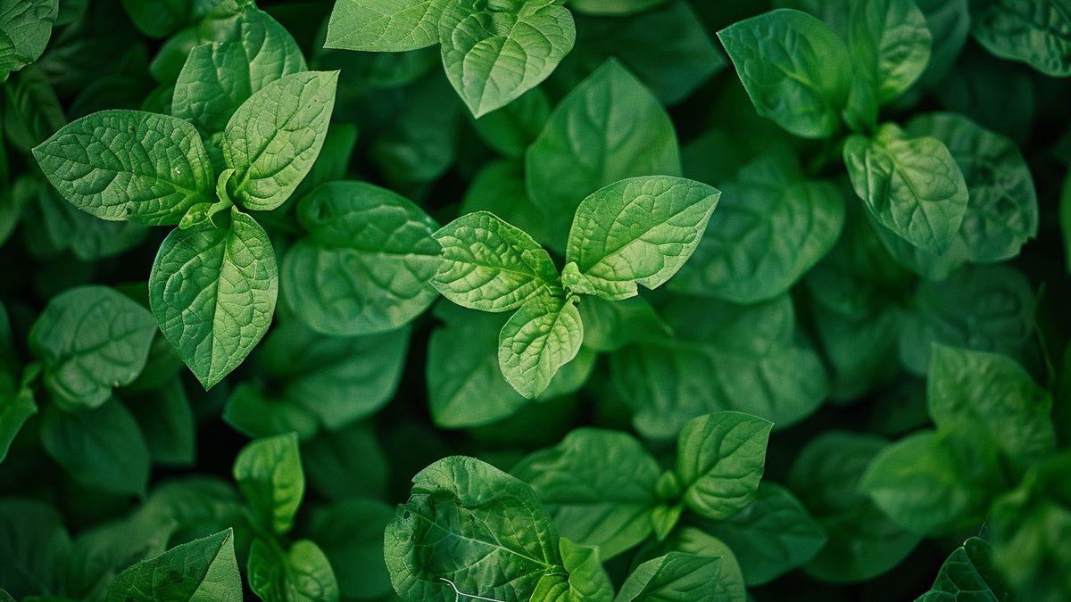 Pourquoi l’oseille est-elle si précieuse dans votre potager ?