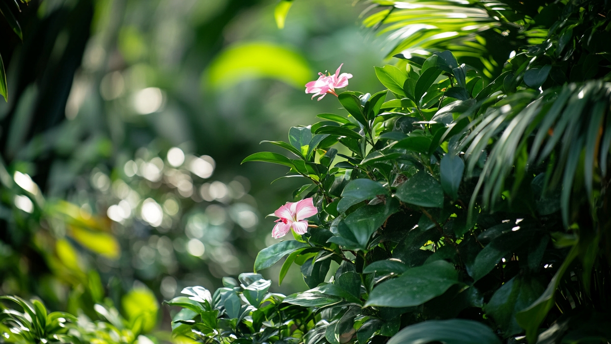 Où placer votre dipladenia au balcon ou au jardin