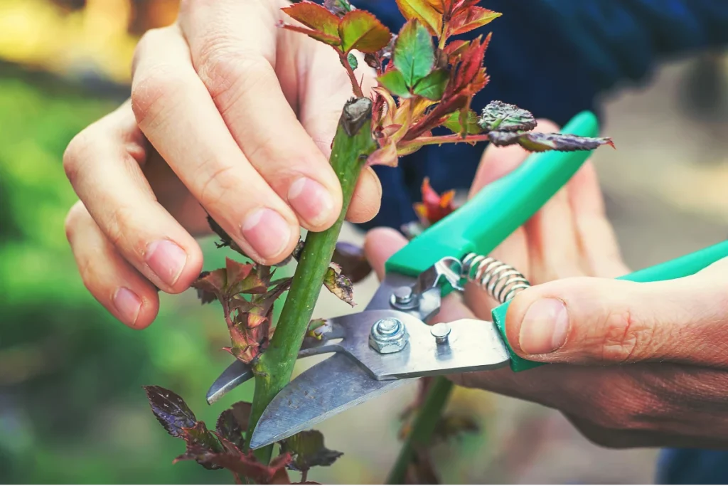 Ces 6 plantes à tailler en octobre