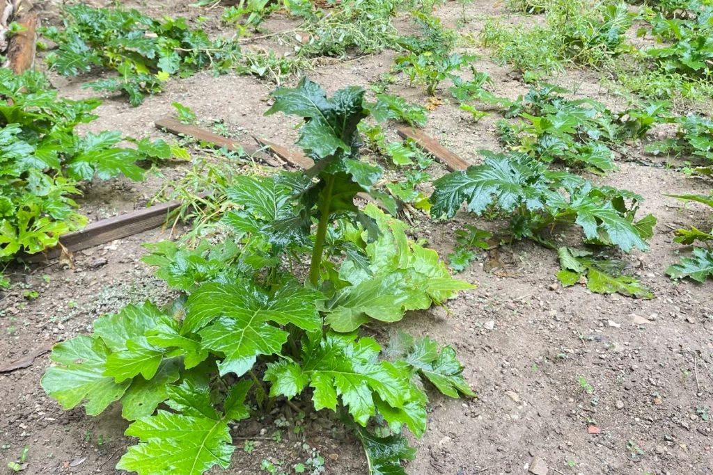 Feuilles d'Acanthe eradiquer