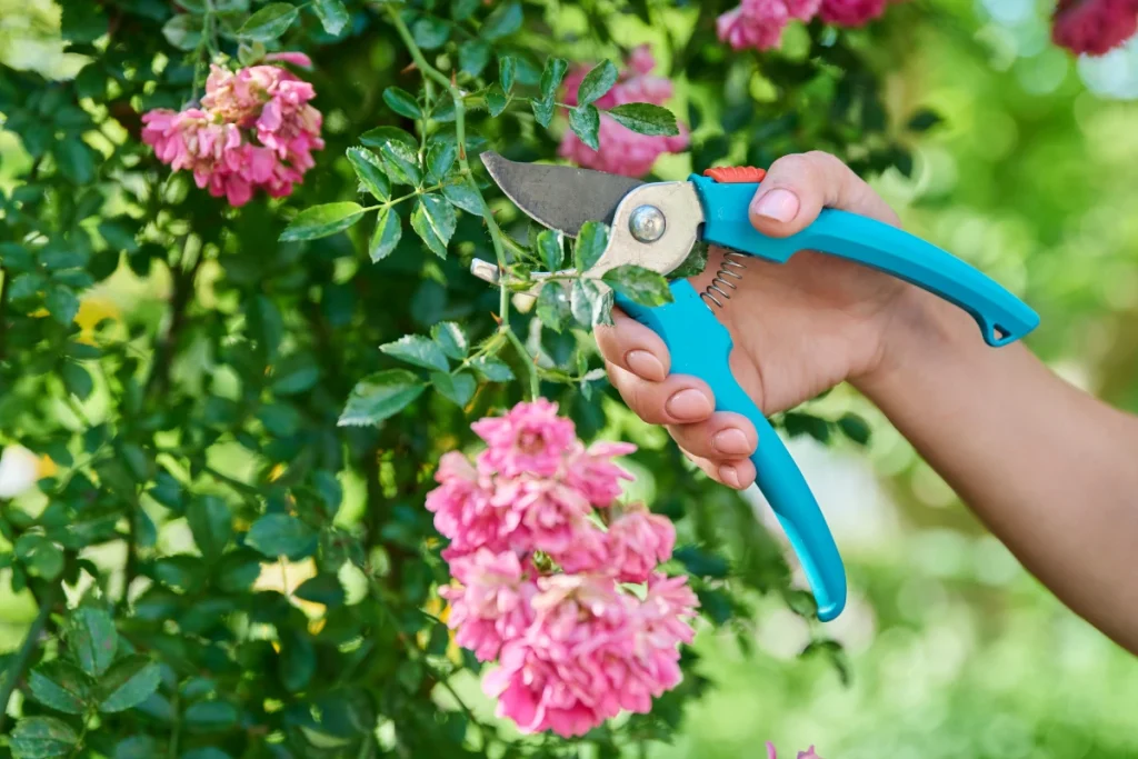 ces fleurs et plantes à tailler pour un jardin somptueux en septembre