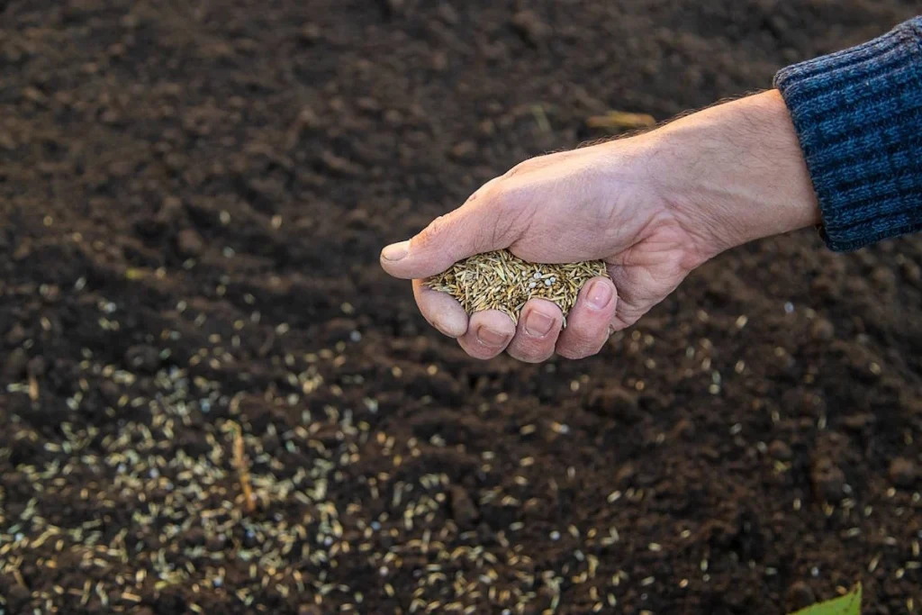 planter des graines quand il pleut