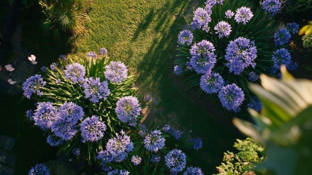Le fertilisant secret qui fait exploser la floraison de vos agapanthes : résultats spectaculaires garantis